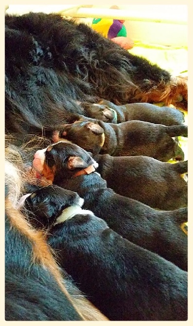 Du Jardin D'Emeraude - Les bébés sont là......