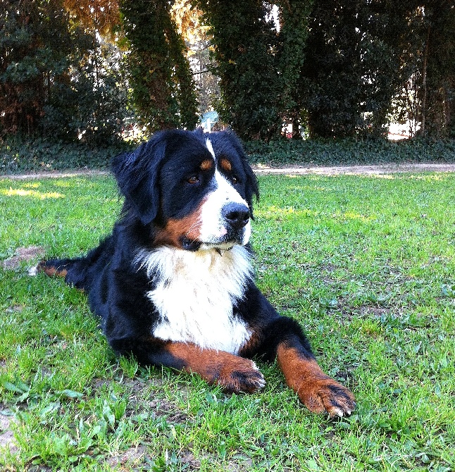 Du Jardin D'Emeraude - Exposition Canine Nationale de Valence