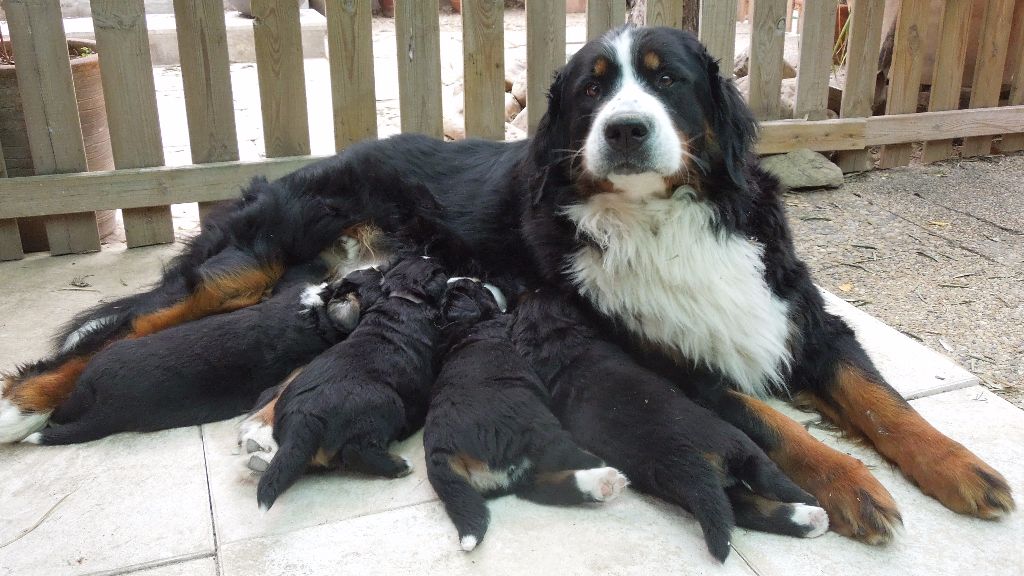 Du Jardin D'Emeraude - Les bébés grandissent.....